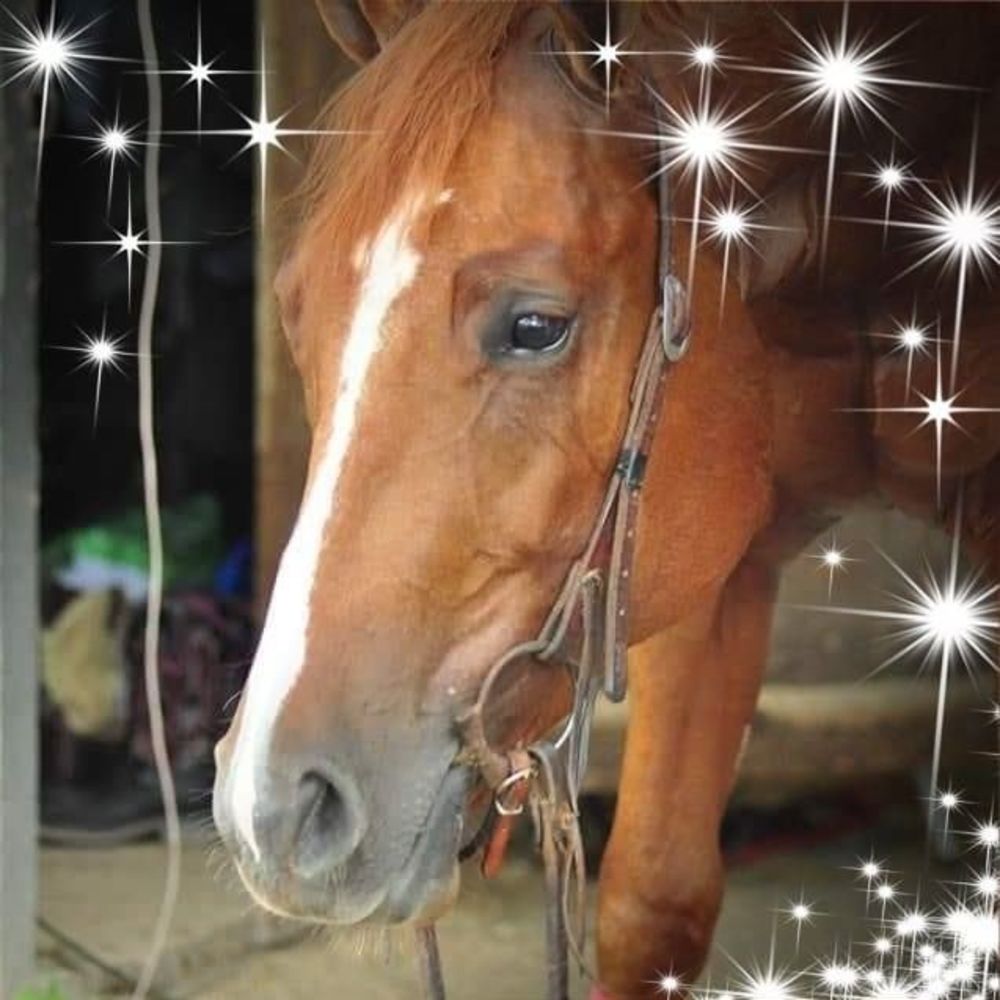 Meet your Posher, Red